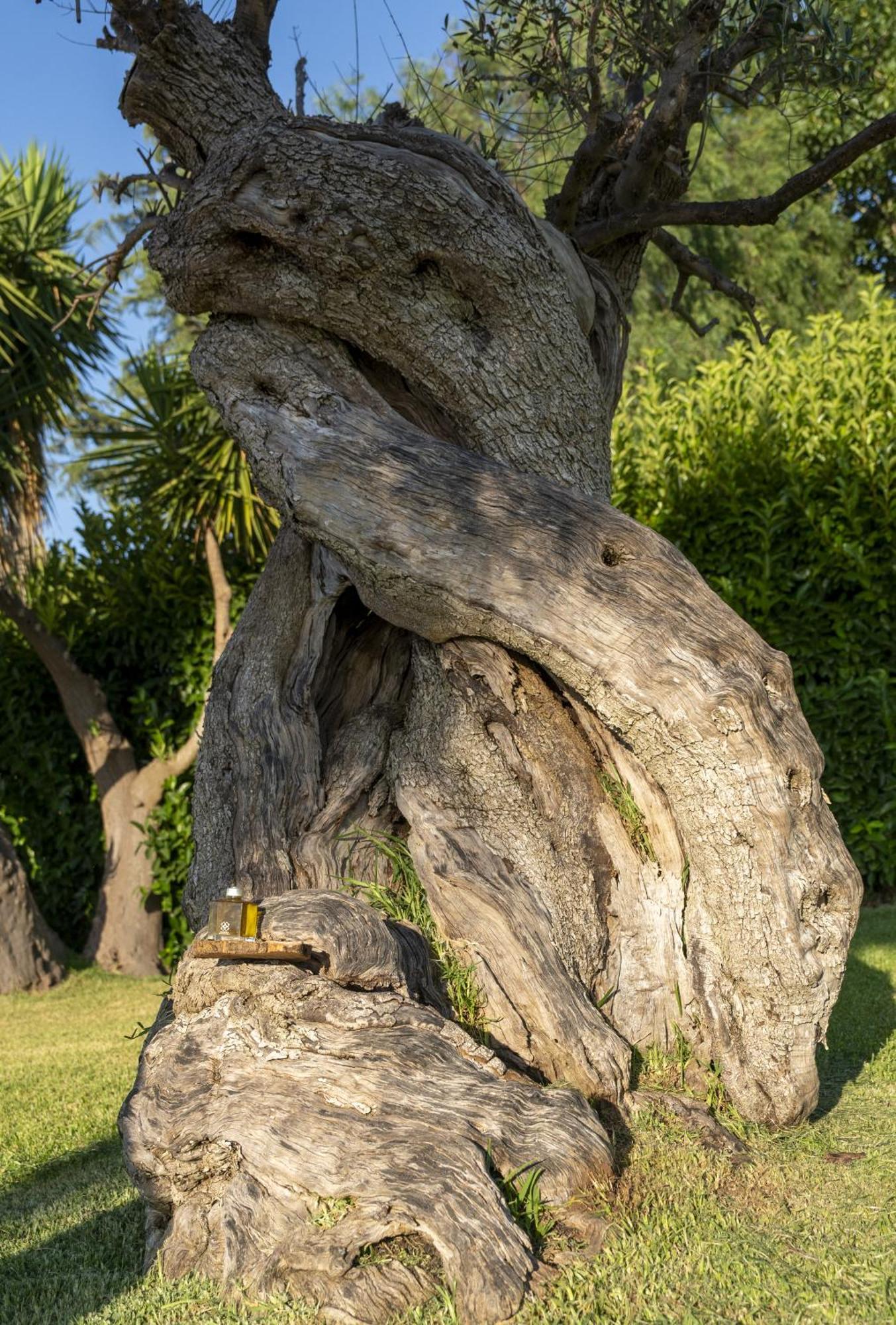 Masseria Giamarra 卡尔皮尼亚诺萨伦蒂诺 外观 照片